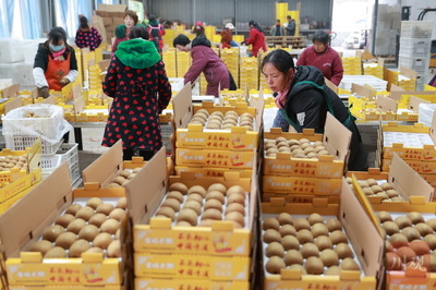 電商助力雅安名山獼猴桃銷售，農(nóng)副產(chǎn)品迎來新機遇